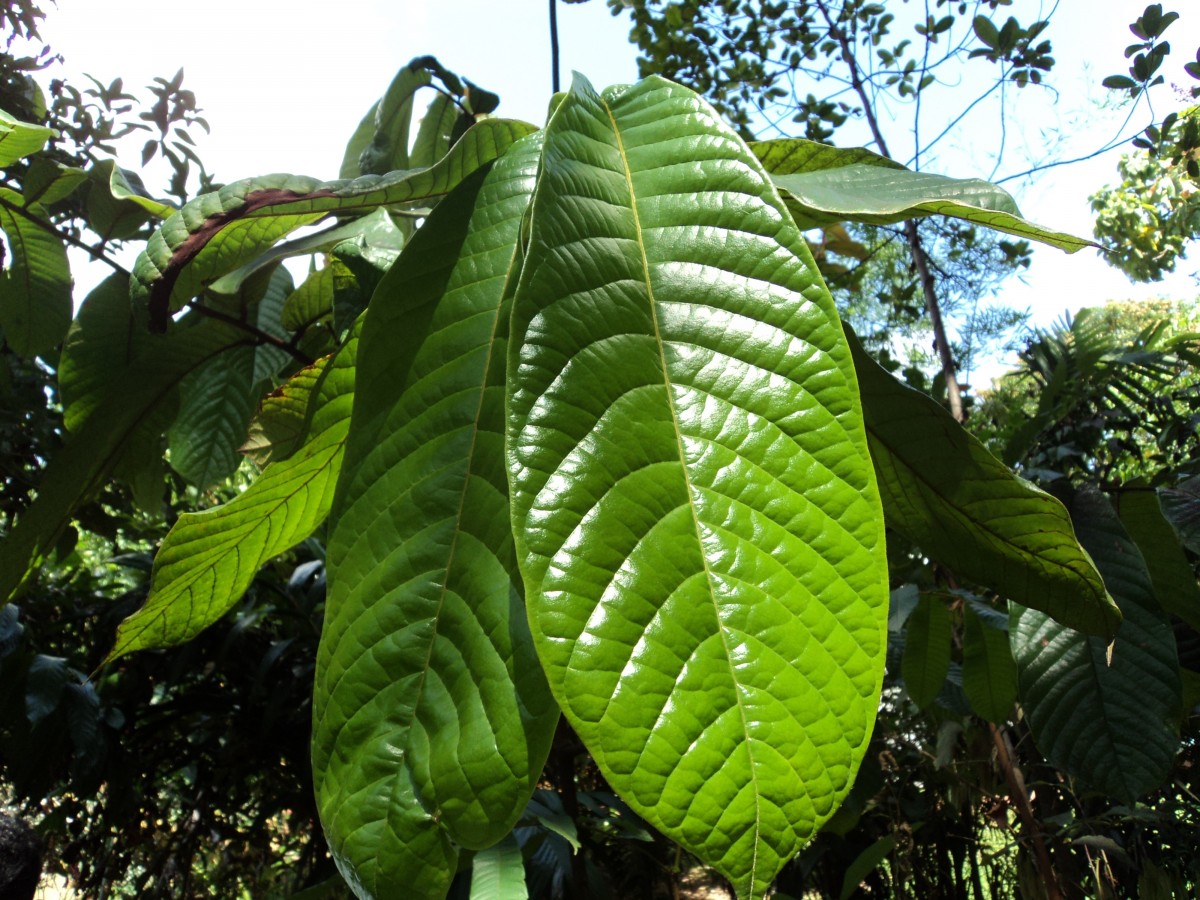 Uvaria semecarpifolia Hook.f. & Thomson